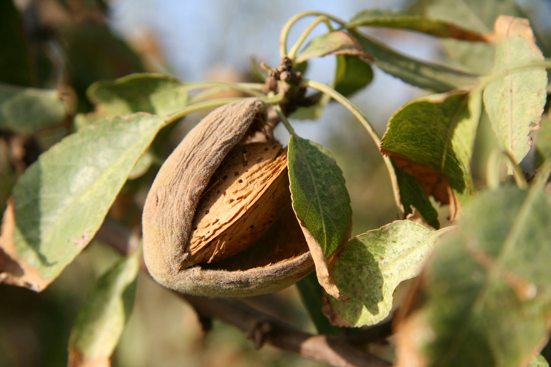 Almonds: Nature's Nuggets of Nurture